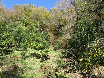 藤野神社鳥居