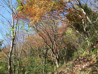 南面の山肌