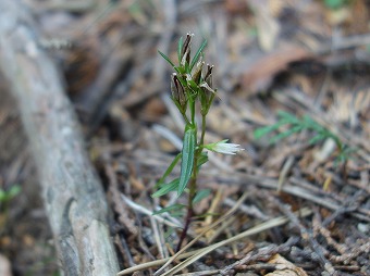 センブリの種