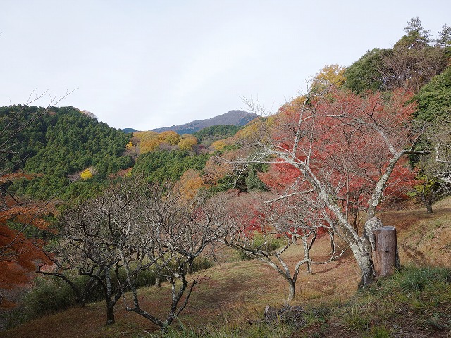 梅林から見る大山