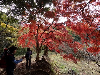 紅葉