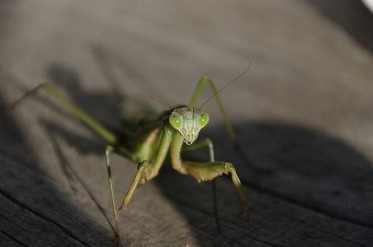 カマキリ