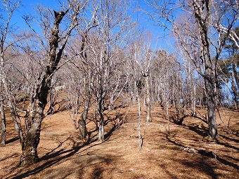 黒岳の広葉樹林