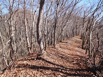 冬枯れの尾根道