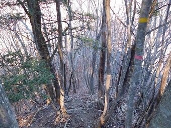 米沢山北尾根