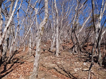 笹子雁ヶ腹摺山へ