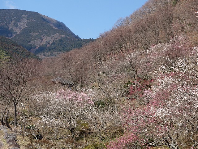 湯河原梅林