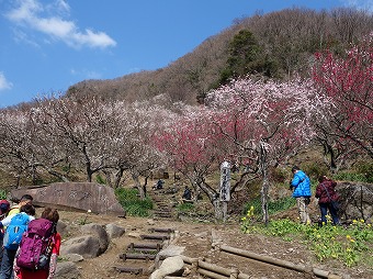 「湯河原梅林」