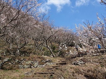 幕山へ