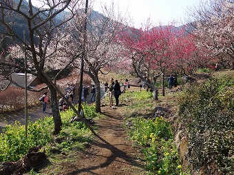 湯河原梅林