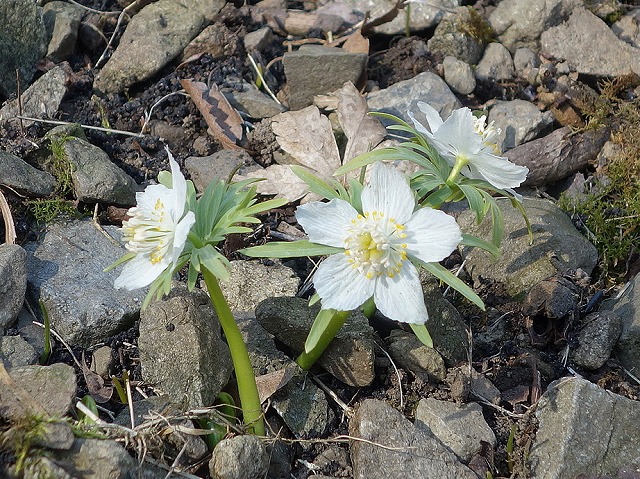 白花セツブンソウ