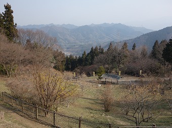 ロウバイ園