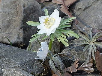 白花セツブンソウ