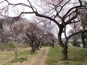 遊歩道梅林