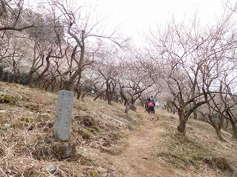 天神梅林