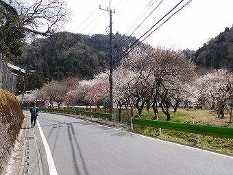 湯の花梅林