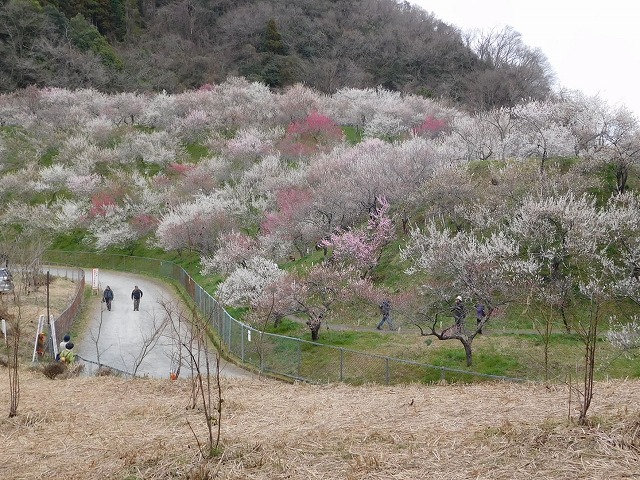 木下沢梅林