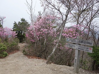 大持山へ