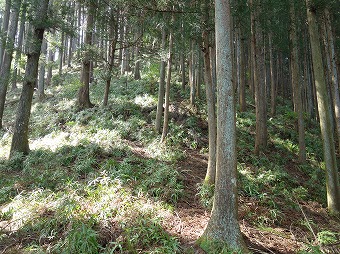 高ワラビ尾根に乗る