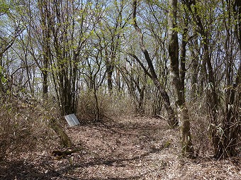 ワラビタタキ（赤鞍ヶ岳）