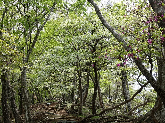 シロヤシオとトウゴクミツバツツジ