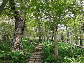 檜洞丸山頂下の木道