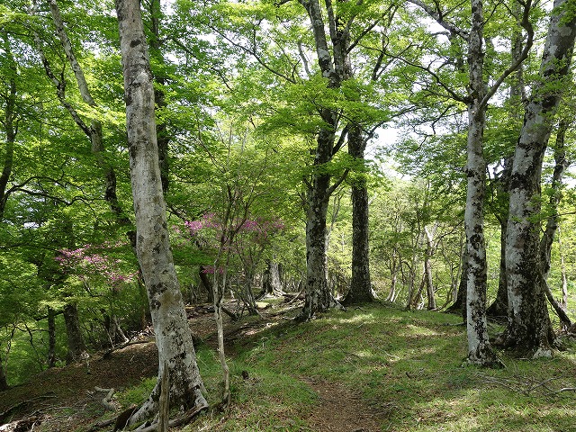 石棚山稜　ブナの森