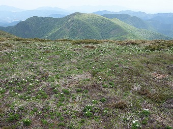 平標山手前の花畑