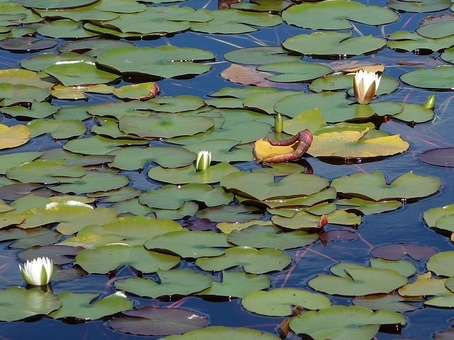 蓮の花