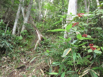 金山沢ノ頭へ