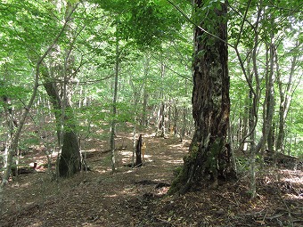 小菅分岐