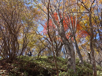 黄葉紅葉