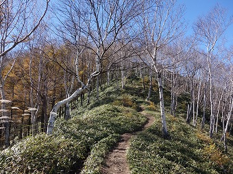 ダケカンバの尾根