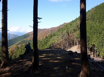 伐採地