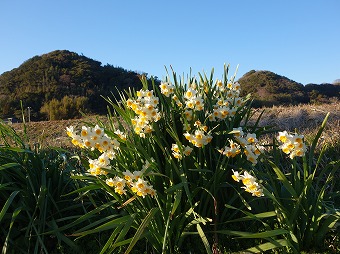 水仙