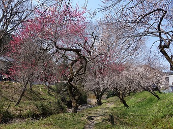 遊歩道梅林