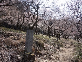 天満宮梅林