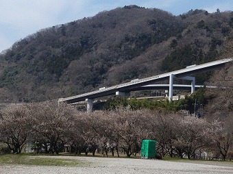 湯ノ沢梅林