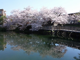 今泉名水桜公園