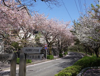 桜並木