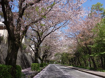 桜並木