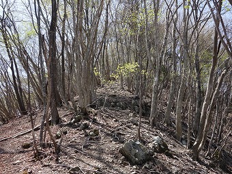 曲ヶ谷沢右岸尾根