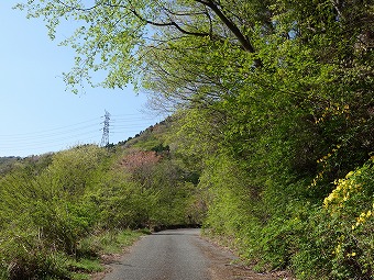 大丹波林道