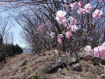 踊平手前のアカヤシオ