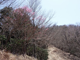 横ヶ谷平のアカヤシオ