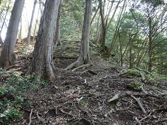 曲ヶ谷沢右岸尾根