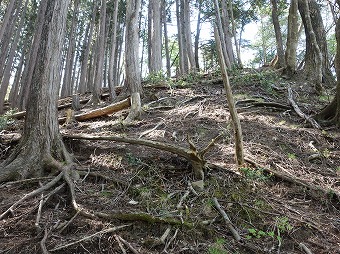 曲ヶ谷沢右岸尾根