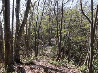 曲ヶ谷沢右岸尾根