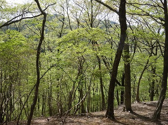 倉岳山北西尾根