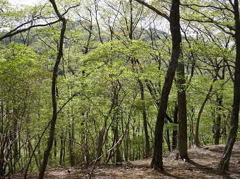 倉岳山北西尾根